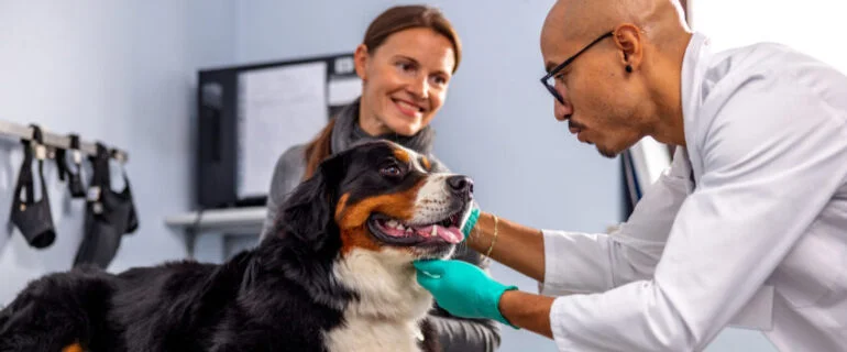 Bernese mountain dog enjoying time spent at a veterinarian office.
